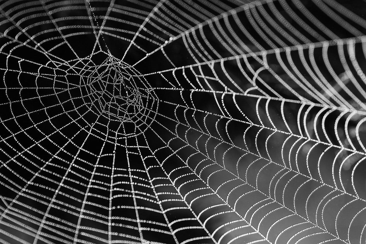 cob web